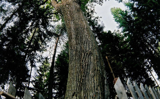 4_Vaigeliskiu azuolas.jpg